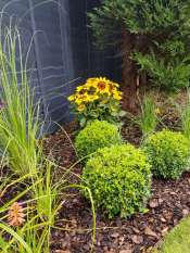 Juniper Close Surrey back garden design