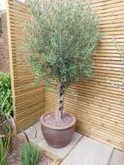 Patio and planting garden design Sheffield