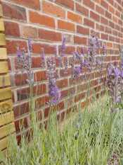 Patio and planting garden design Sheffield
