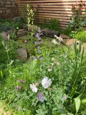Wildlife-Garden-Design-Walkley-Sheffield-11