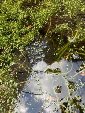 Wildlife-Garden-Design-Walkley-Sheffield-13