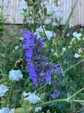 Wildlife-Garden-Design-Walkley-Sheffield-16