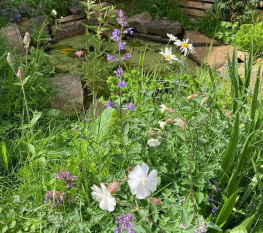 Wildlife-Garden-Design-Walkley-Sheffield-17