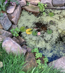 Wildlife-Garden-Design-Walkley-Sheffield-18