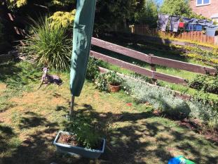 Wildlife-Garden-Design-Walkley-Sheffield-3