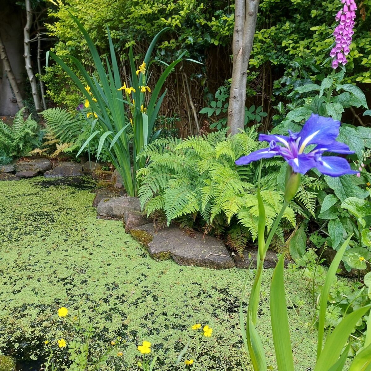 garden design ponds