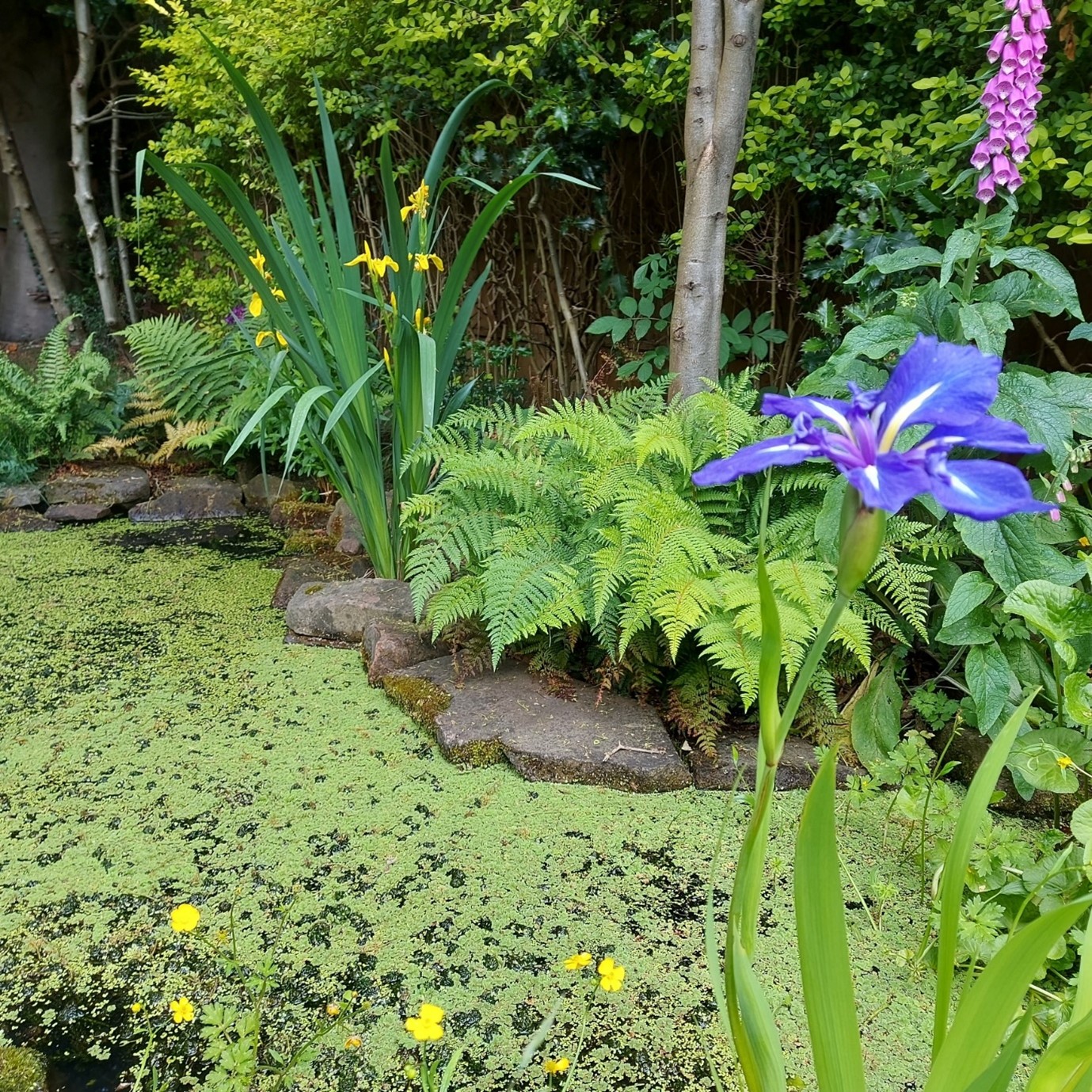 garden design ponds Landscape design services in Sheffield