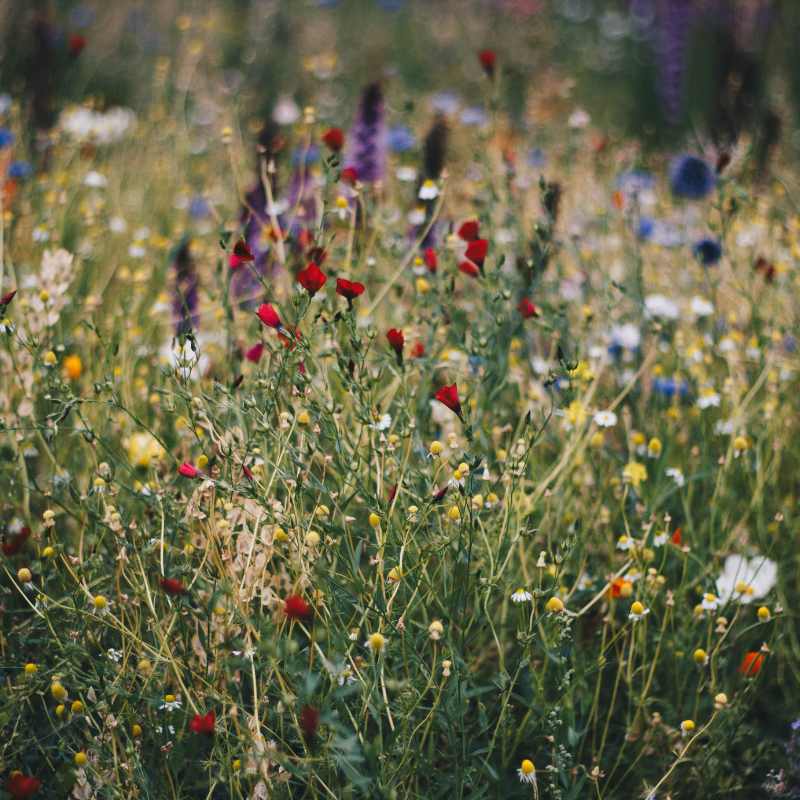 10 Ways to Enhance Biodiversity