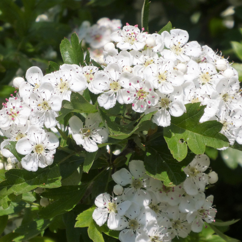 Why It’s Important To Plant Native